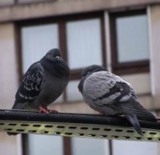 Combien de temps pour le printemps?