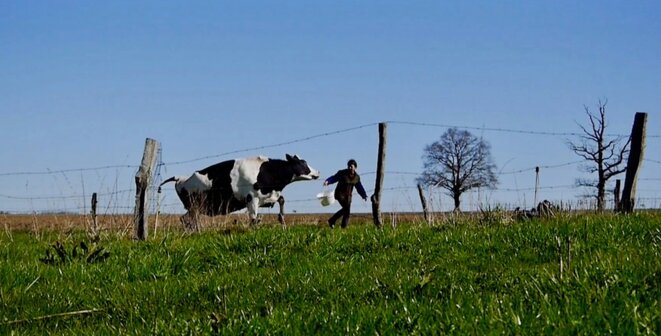 Bientôt, «les vaches n’auront plus de nom»