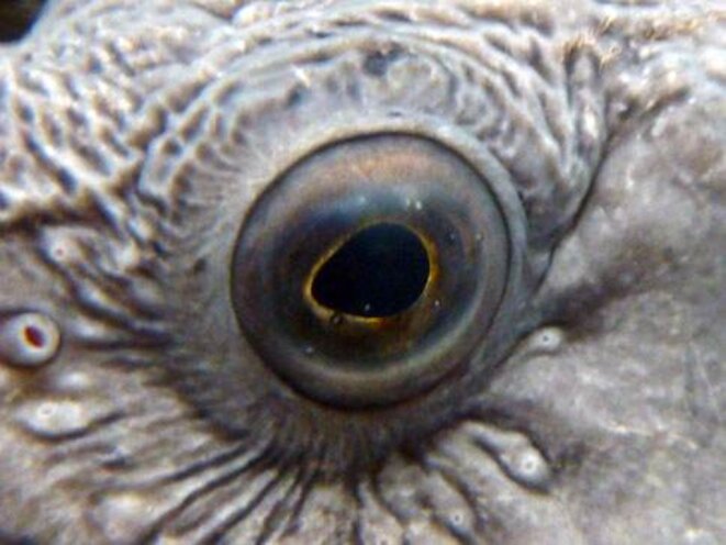 Je ne comprends rien à la politique