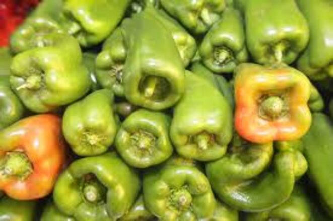 "Libérez le poivron !" Résistance européenne contre les brevets de Syngenta