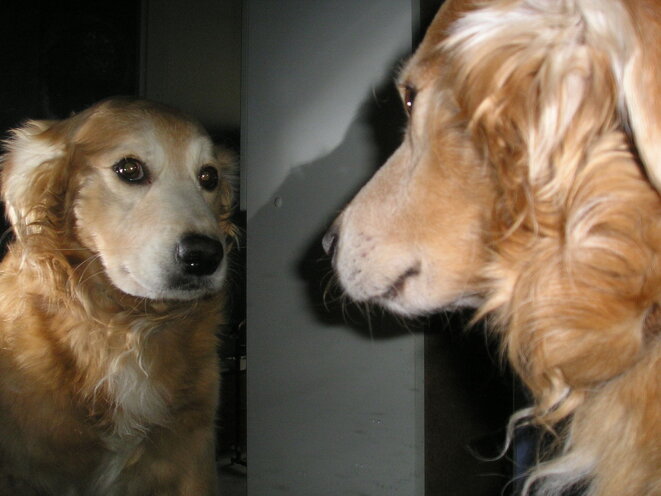 Chien contemplant son reflet dans un miroir © DR Chien contemplant son reflet dans un miroir © DR