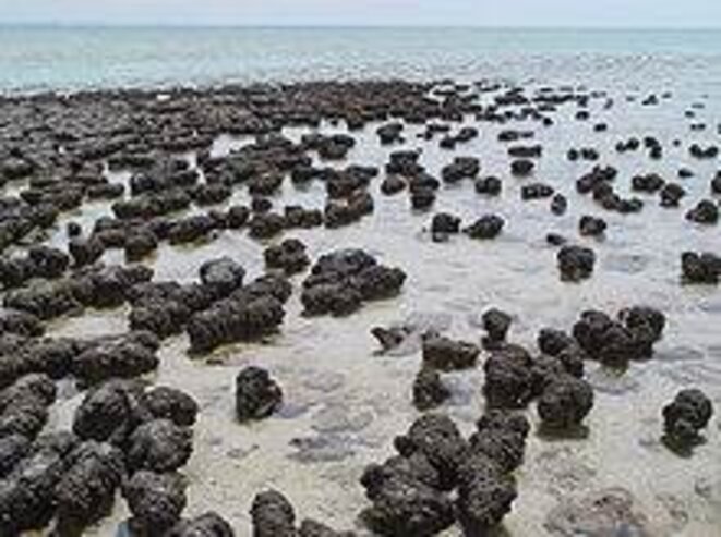 Stromatolite dans la Shark Bay, Australie © Paul Harrison Stromatolite dans la Shark Bay, Australie © Paul Harrison