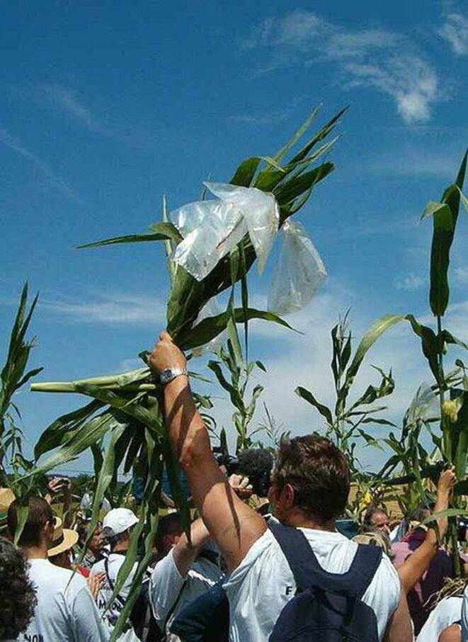 Arrachage de plants de maïs transgénique en 2004 © Jean-Marc Desfilhes Arrachage de plants de maïs transgénique en 2004 © Jean-Marc Desfilhes