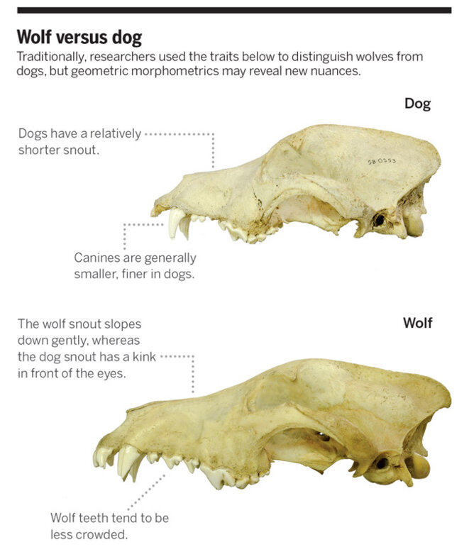 Comparaison entre le crâne du chien (en haut) et celui du loup (en bas) © Ardern Hulme-Beaman/Swedish Museum of Natural History Comparaison entre le crâne du chien (en haut) et celui du loup (en bas) © Ardern Hulme-Beaman/Swedish Museum of Natural History