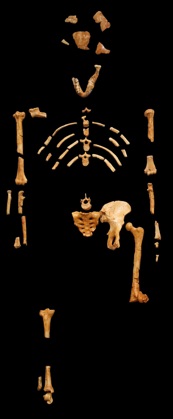 Le squelette de Lucy au Museum national d'histoire naturelle © DR Le squelette de Lucy au Museum national d'histoire naturelle © DR
