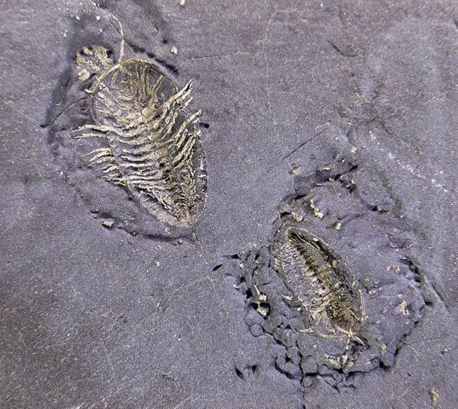 Fossile de Triarthrus eatoni, une espèce de trilobites (arthropodes marins) disparue au permien © Didier Descouens Fossile de Triarthrus eatoni, une espèce de trilobites (arthropodes marins) disparue au permien © Didier Descouens