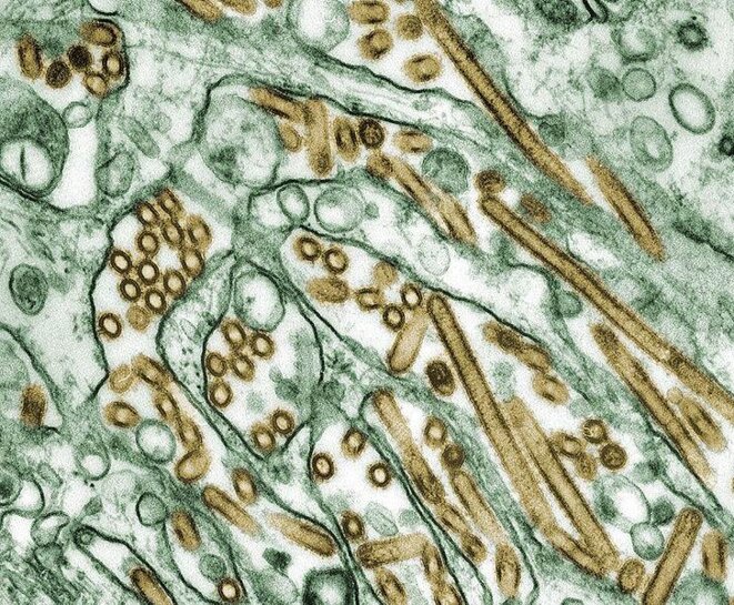 Image du virus H5N1 au microscope électronique © Cynthia Goldsmith Image du virus H5N1 au microscope électronique © Cynthia Goldsmith