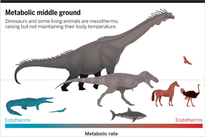 Les dinosaures avaient un métabolisme intermédiaire entre celui des crocodiles et celui des mammifères actuels © Grady/Science/Greg Harris Les dinosaures avaient un métabolisme intermédiaire entre celui des crocodiles et celui des mammifères actuels © Grady/Science/Greg Harris