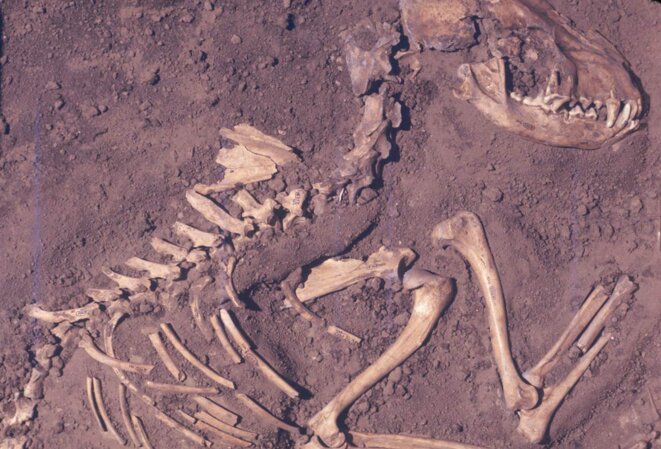 Fossile de chien retrouvé dans l'Illinois (8500 ans) © DEL BASTON/CENTER FOR AMERICAN ARCHAEOLOGY Fossile de chien retrouvé dans l'Illinois (8500 ans) © DEL BASTON/CENTER FOR AMERICAN ARCHAEOLOGY