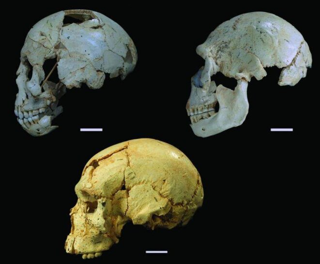 Trois des crânes de la Sima de los Huesos étudiés par l'équipe d'Arsuaga © Science Trois des crânes de la Sima de los Huesos étudiés par l'équipe d'Arsuaga © Science