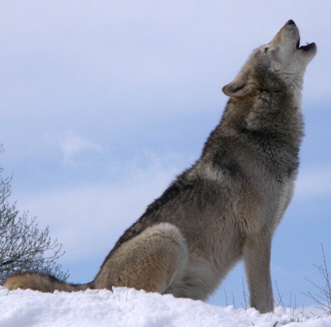 Canis lupus © Retron Canis lupus © Retron