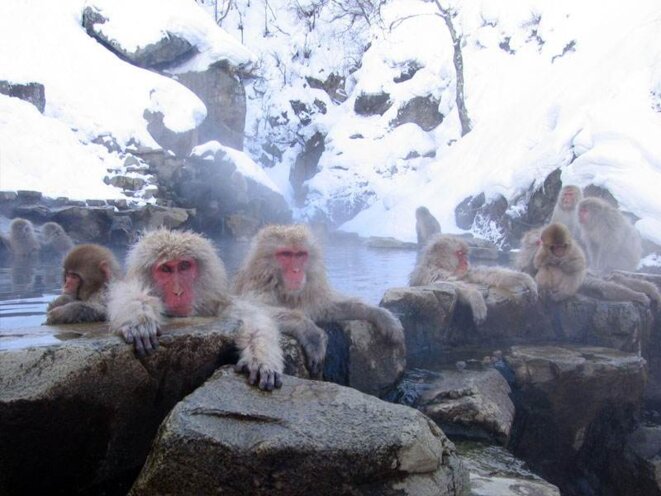 Macaques japonais à Nagano © Yosemite Macaques japonais à Nagano © Yosemite