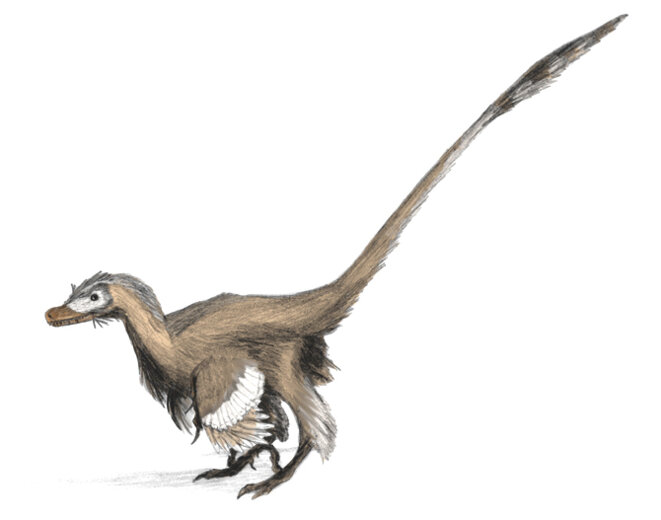 Velociraptor, petit dinosaure à plumes © DR Velociraptor, petit dinosaure à plumes © DR
