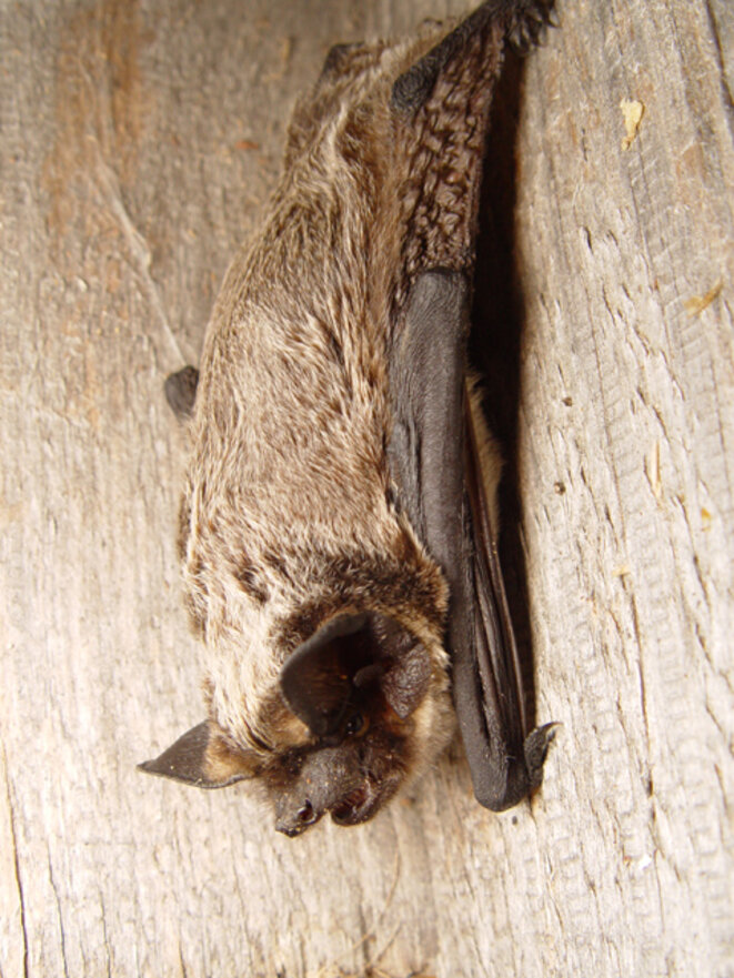 Vespertilio murinus, chauve-souris européenne © DR Vespertilio murinus, chauve-souris européenne © DR