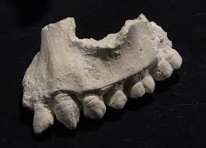 Mâchoire supérieure de Australopithecus deyiremeda © Cleveland Museum of Natural History Mâchoire supérieure de Australopithecus deyiremeda © Cleveland Museum of Natural History