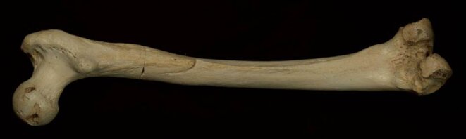 Le fémur de 400 000 ans exhumé à la Sima de los Huesos, en Espagne © Nature Le fémur de 400 000 ans exhumé à la Sima de los Huesos, en Espagne © Nature