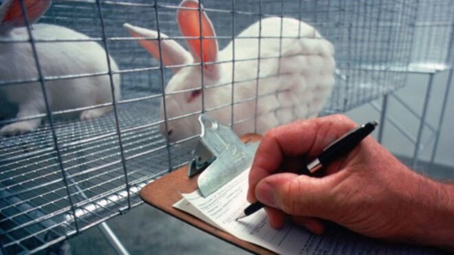 Le nombre de lapins utilisés dans les laboratoires aux Etats-Unis a baissé de 36% depuis 2008 © USDA Le nombre de lapins utilisés dans les laboratoires aux Etats-Unis a baissé de 36% depuis 2008 © USDA