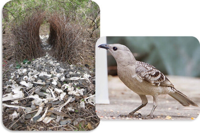 Samedi-sciences (27): un oiseau séducteur et illusionniste