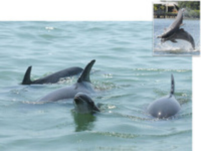Dauphins dans la baie de Saratosa (Floride) © Sarasota Dolphin Research Program Dauphins dans la baie de Saratosa (Floride) © Sarasota Dolphin Research Program