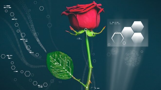 Des chercheurs suédois ont créé des circuits électroniques dans la tige et les feuilles d'une rose © Université de Linköping Des chercheurs suédois ont créé des circuits électroniques dans la tige et les feuilles d'une rose © Université de Linköping