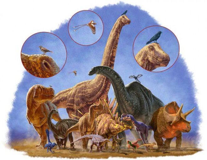 Les grands dinosaures se sont éteints, les petits ont survécu et sont devenu les oiseaux © Julius Csotonyl/Science Les grands dinosaures se sont éteints, les petits ont survécu et sont devenu les oiseaux © Julius Csotonyl/Science