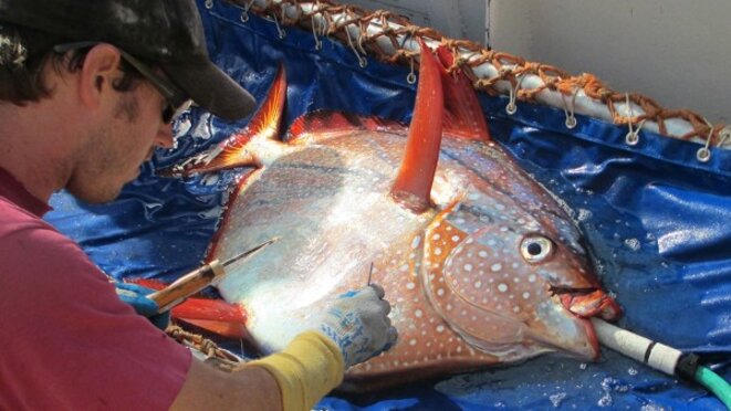 Implantation d'un captezur de température dans les muscles pectoraux d'un opah © NOAA Fisheries West Coast Implantation d'un captezur de température dans les muscles pectoraux d'un opah © NOAA Fisheries West Coast