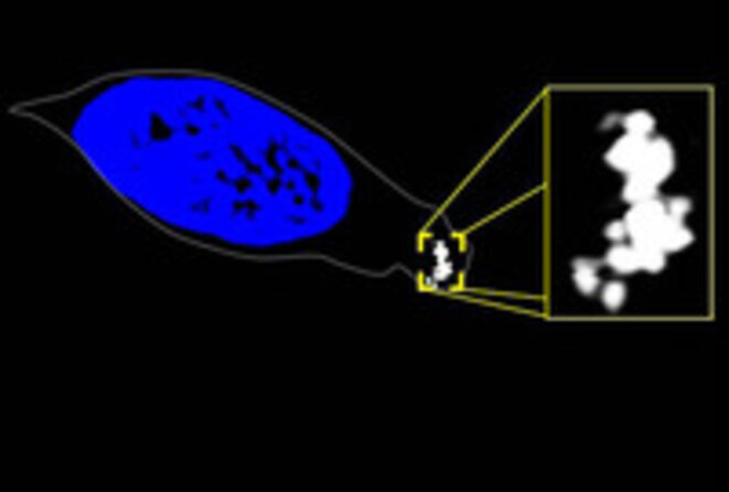 Samedi-sciences (51): la boussole des poissons