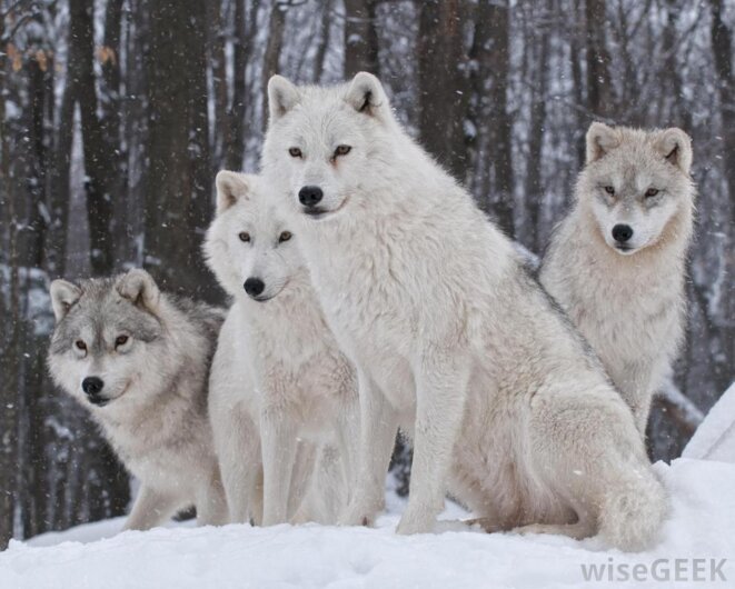 Loups de la toundra canadienne © Wisegeek Loups de la toundra canadienne © Wisegeek