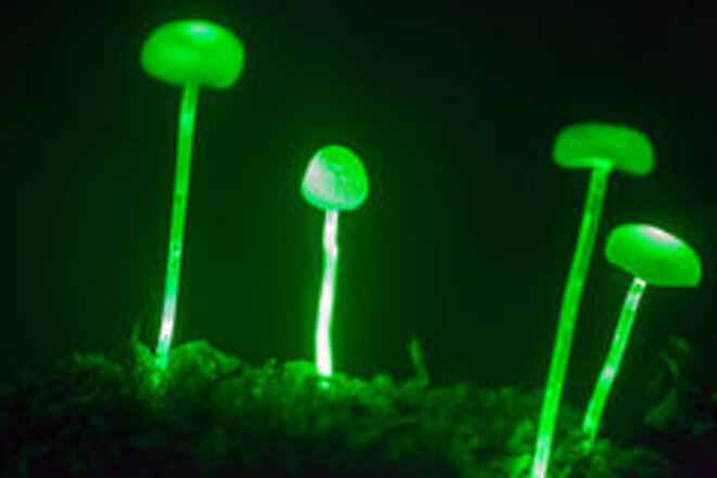Champignons nourris par Tchernobyl. Champignons nourris par Tchernobyl.