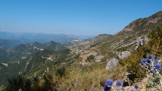 « L’oursin bleu »