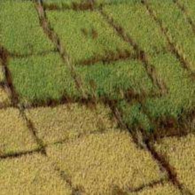 Enjeux fonciers et alimentation (par Jean-Pierre Boinon*)