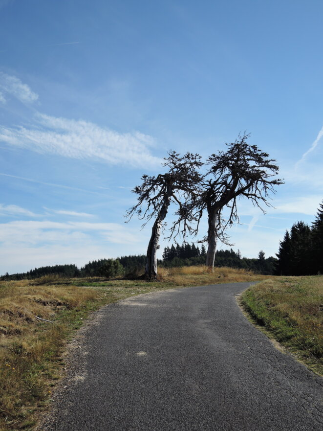 Les Lectures sous l’arbre, voyage en anaphore