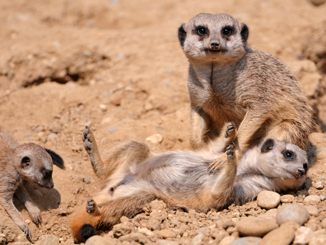 Souris Kate, on passe à la télé