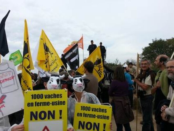 en bas les vaches, en haut les poulets en bas les vaches, en haut les poulets