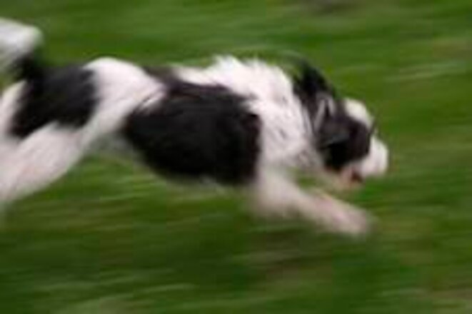 le chat ? le chien ? le chat ? le chien ?