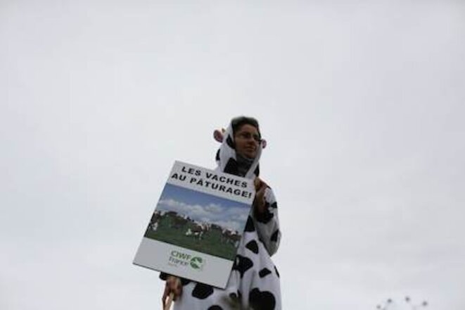 les vaches au pâturage © Mathieu Eisinger les vaches au pâturage © Mathieu Eisinger