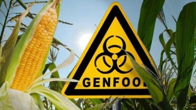 Maïs OGM
