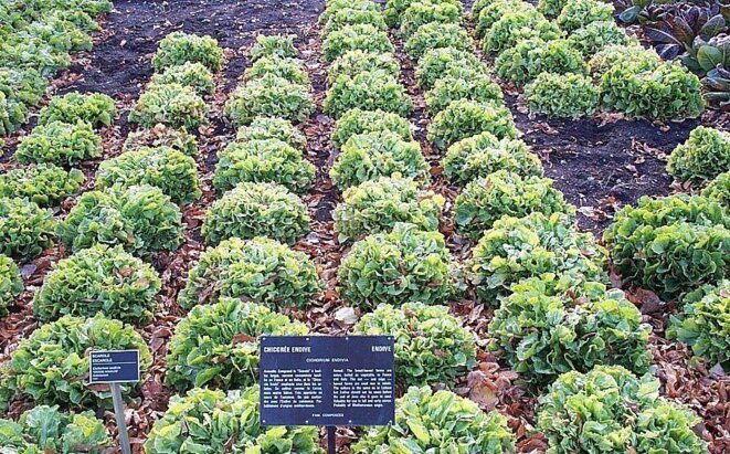 ;Species:Cichrium endivia ;Subfamilia:Cichorioideae Endive at the Jardin botanique de Montréal. © Photo by Montréalais. {{GFDL}} ;Species:Cichrium endivia ;Subfamilia:Cichorioideae Endive at the Jardin botanique de Montréal. © Photo by Montréalais. {{GFDL}}