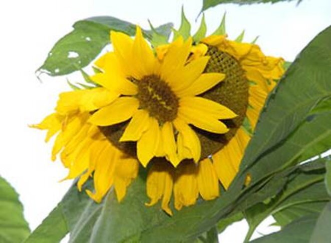 Tournesol alien Tournesol alien