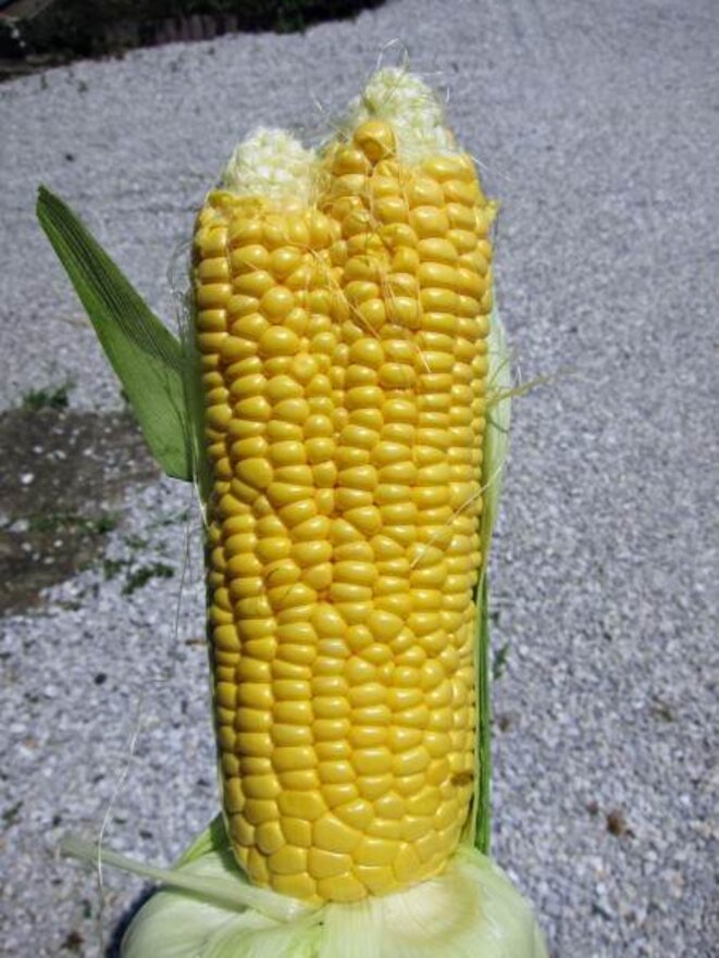 Maïs mutant. Monsanto passe pour un petit joueur à côté des créations originales de Tepco Maïs mutant. Monsanto passe pour un petit joueur à côté des créations originales de Tepco