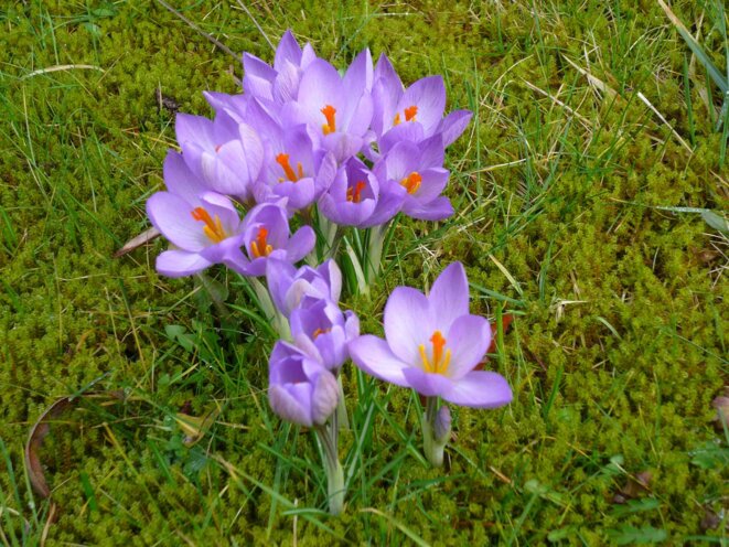 Crocus Etruscus © par Meneerke bloem Crocus Etruscus © par Meneerke bloem