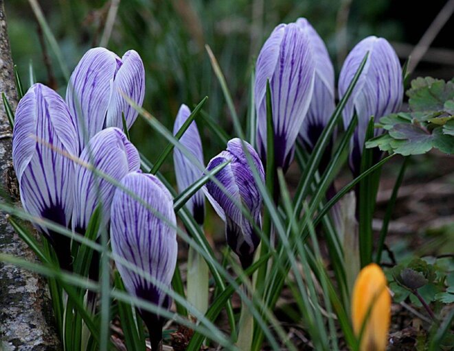 Crocus vernus © arrosoirs-secateurs.com Crocus vernus © arrosoirs-secateurs.com