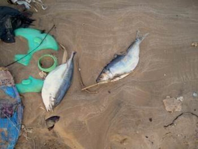 La fin des poissons?