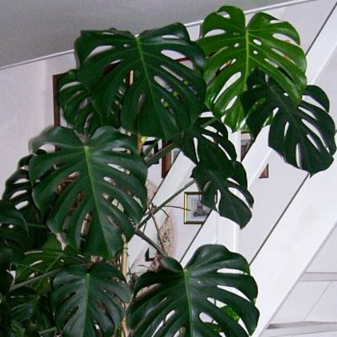 Je me souviens des Philodendrons