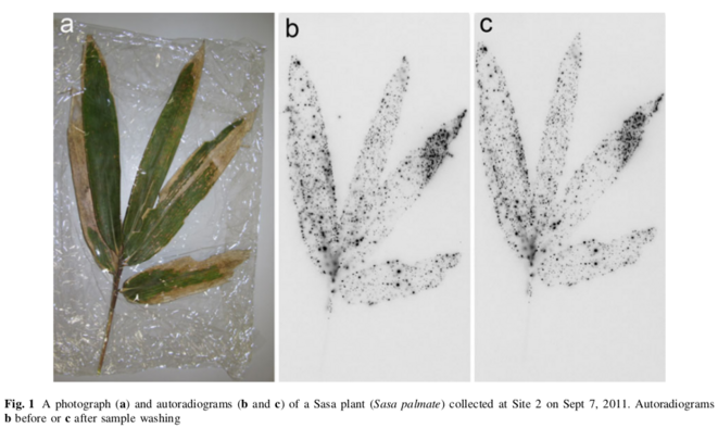 (b) auto-radiogramme avant rinçage à l'eau
(c) auto-radiogramme après rinçage à l'eau © The Botanical Society of Japan (b) auto-radiogramme avant rinçage à l'eau
(c) auto-radiogramme après rinçage à l'eau © The Botanical Society of Japan