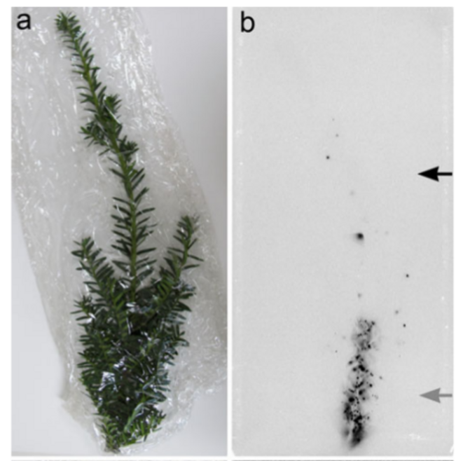 Taxus Cuspidata (If du Japon) © The Botanical Society of Japan Taxus Cuspidata (If du Japon) © The Botanical Society of Japan