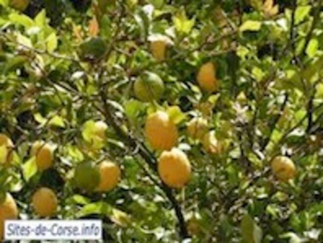 Corse: la Xylella fastidiosa, bactérie dangereuse, menace les végétaux