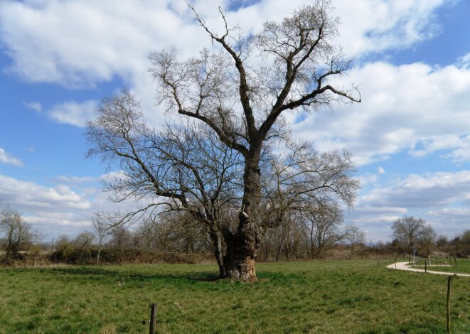 L'arbre de Sausheim