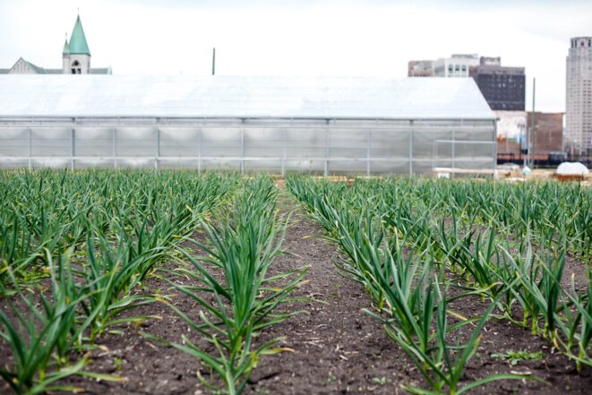 Les jardins urbains ont envahi Détroit, grâce à sa surface de 359 km2 et ses nombreux espaces abandonnés. © Nastasia Peteuil Les jardins urbains ont envahi Détroit, grâce à sa surface de 359 km2 et ses nombreux espaces abandonnés. © Nastasia Peteuil