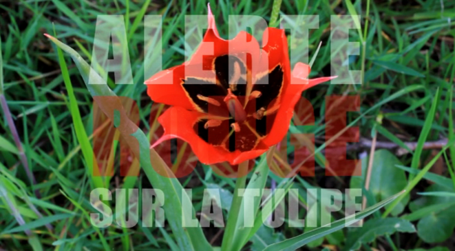 Tulipe d'Agen (Tulipa Agenensis), dite "tulipe romaine" © JC Mathias Tulipe d'Agen (Tulipa Agenensis), dite "tulipe romaine" © JC Mathias